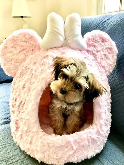 Minnie mouse clearance dog bed