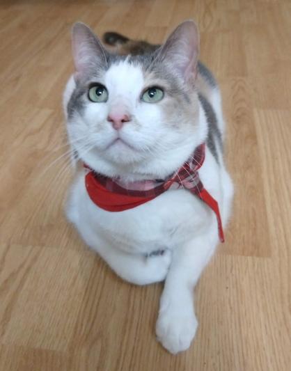 Cat tax (modeling her new bandana)