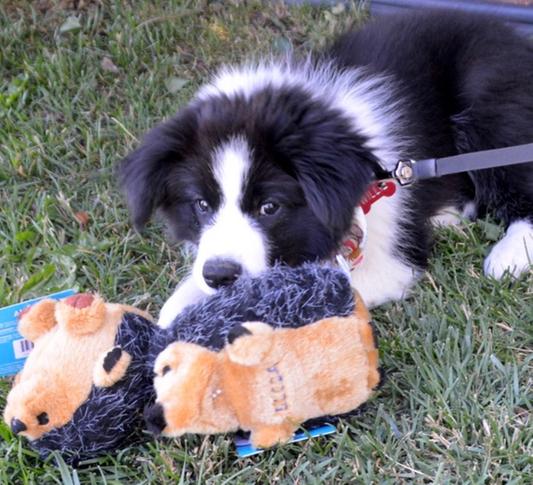 Toys she loves