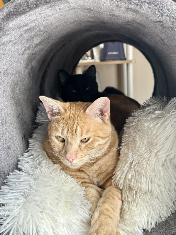 FRISCO Modern Tunnel Elevated Cat Bed