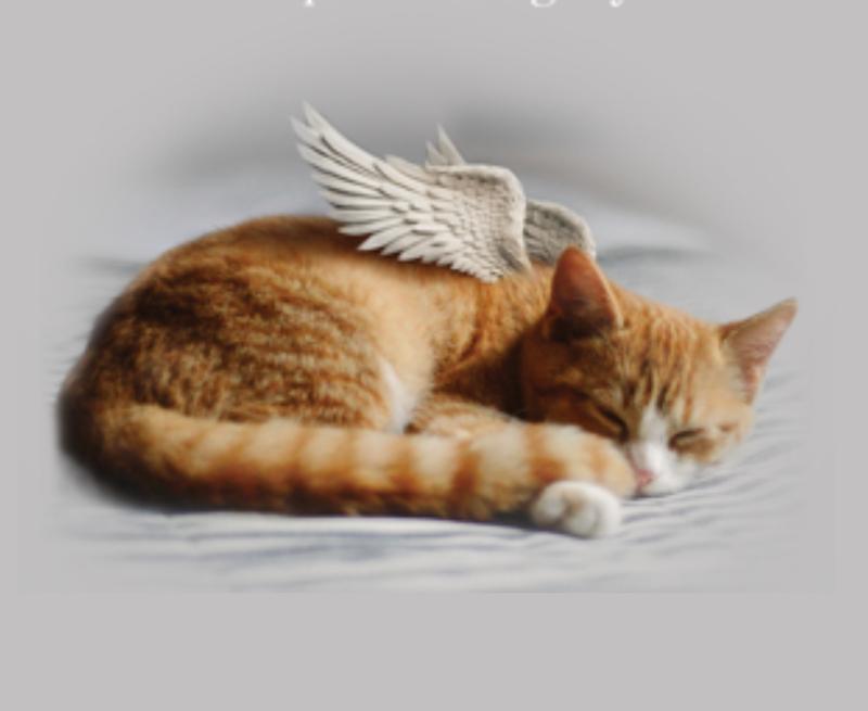 This is our baby son, Butters with his Angel Wings