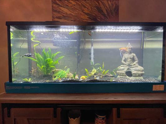 adding more plants soon :)