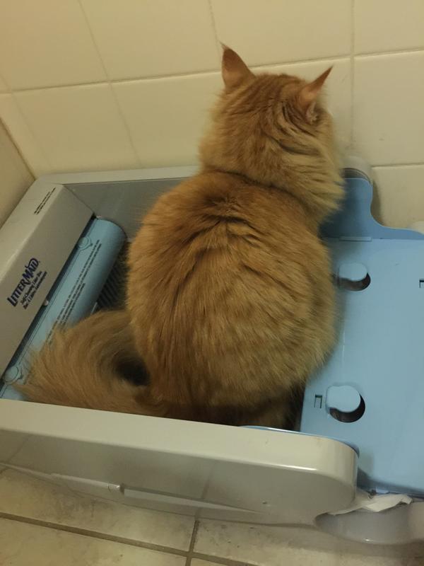 At 5 months, this boy was too big for the Littermaid system