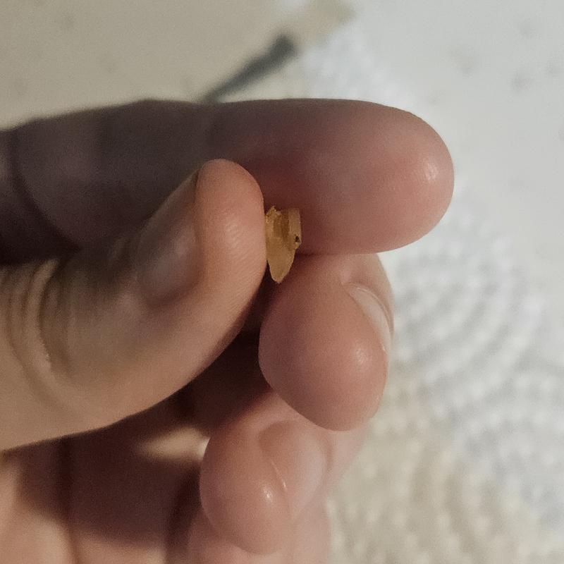 sizeable, sharp-tipped bone pulled out from a pellet.