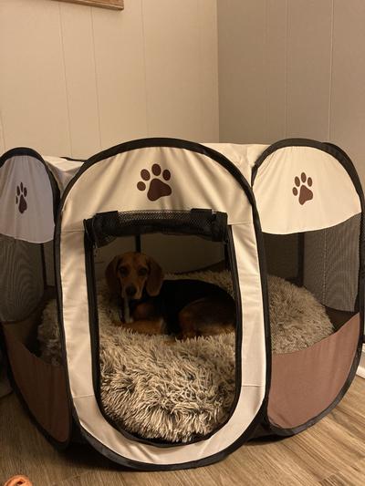 Indoor and Outdoor Use Kennel Design Etna Portable Foldable Pet Playpen for Dogs Pop-Up Paw Print Ideal for Keeping Pets Safe and Secure Traveling 