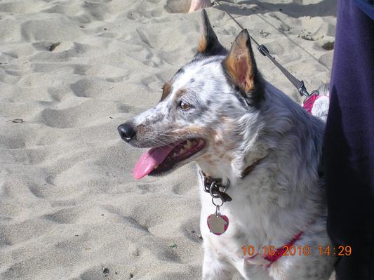 Annie. Treated for mammary cancer last fall.