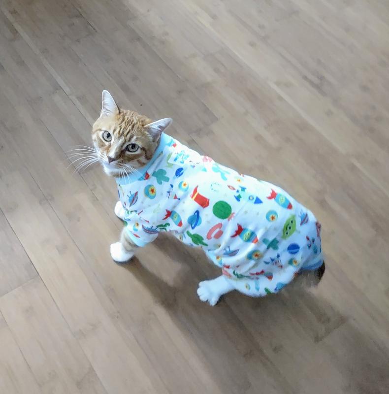 Pants for cats best sale
