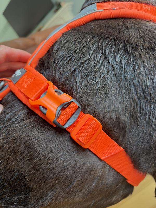 Shown on dog - this is how it came - very limited adjustment options