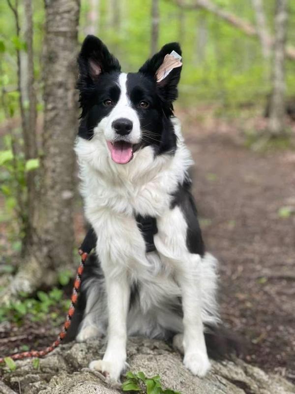 Sizzle posing in a hike. I always have Ziwi in my pocket when I’m hiking