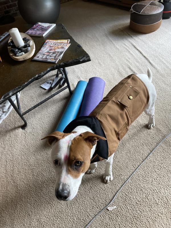 Carhartt best sale dog raincoat