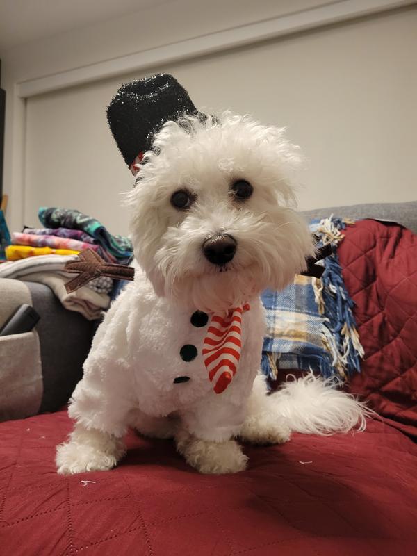 Walking snowman hotsell dog costume