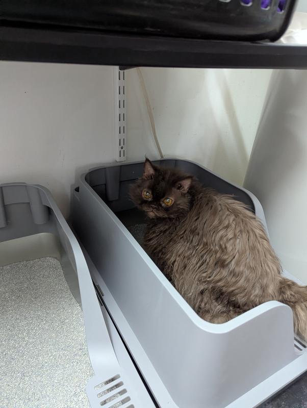 Nermal checking out the new potty!