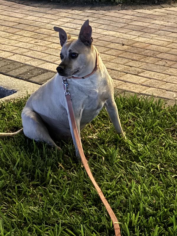 Buddy going on 16 💕