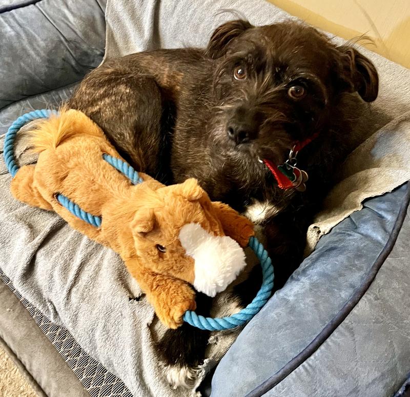 Did I get a new toy?