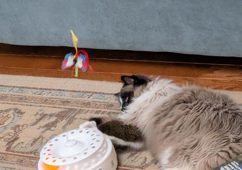 Gracie Loves It All!!!!