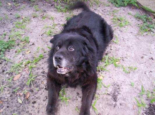 Millie ... rescued from death row in Hillsborough County 3 years ago!