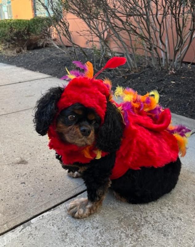 Princess Leia Halloween 2024