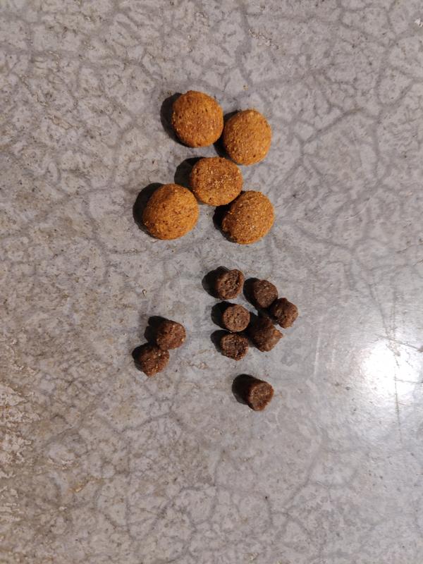 This food on the bottom and my dogs usual food on top