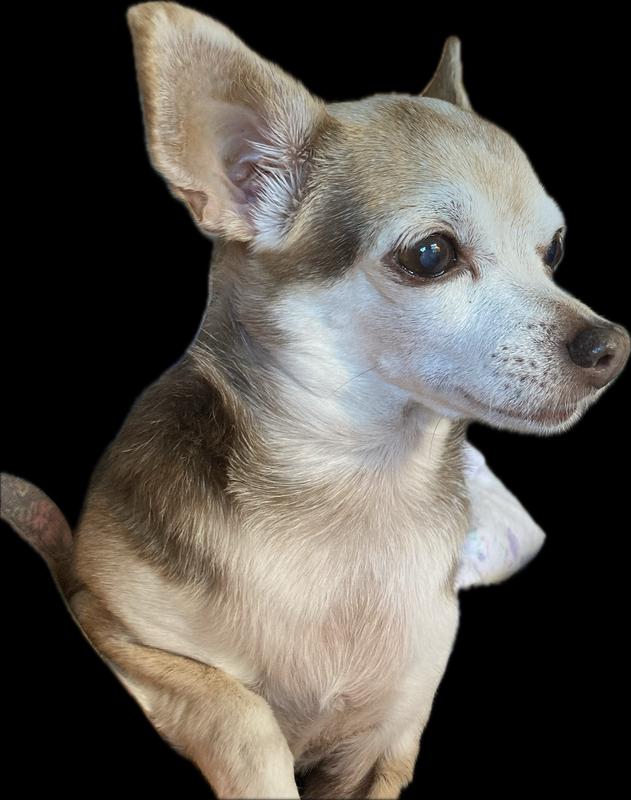 My sweet Sassie girl.