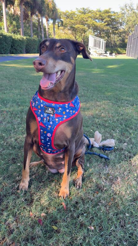 Perfect Harness for a perfect Dog