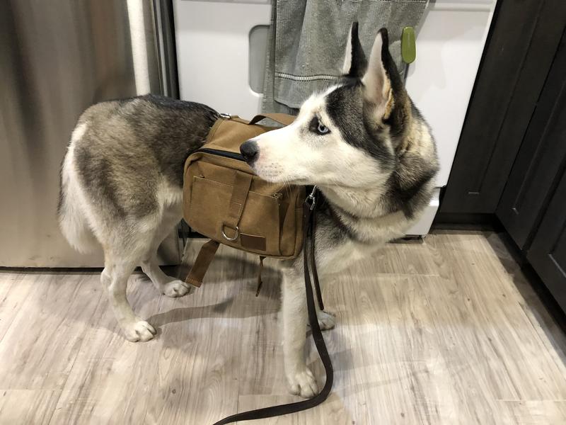 Nice proportion on Boba Dog!
