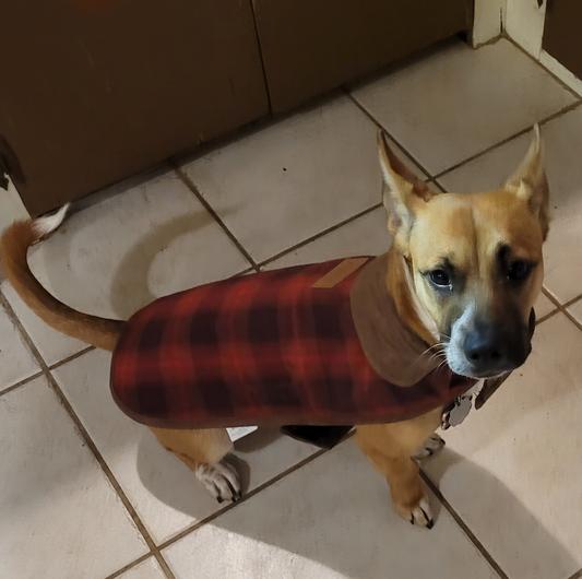 Coco modeling her new coat.