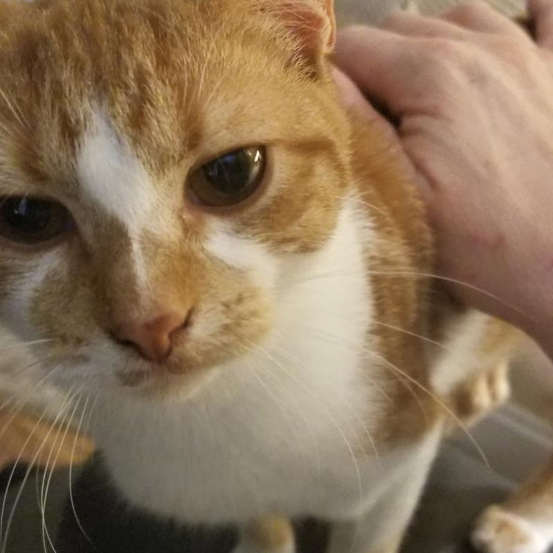 My newest addition AUTUMN. Found her in a paper bag in the streets.