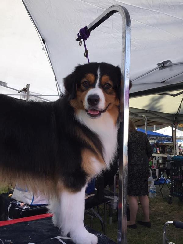 My Australian Shepherd on the grooming table at a dog show.