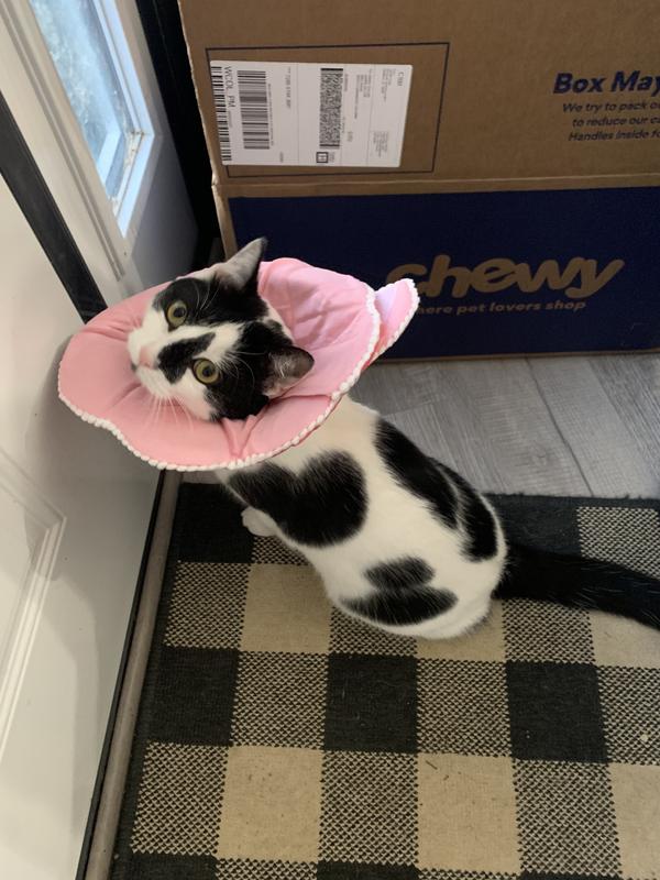 SUNGROW PostSurgery Soft Cone Dog & Cat Recovery Collar, Pink, Medium