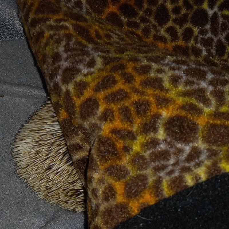 Sometimes he just sleeps under it instead of in it...He's a rebel.