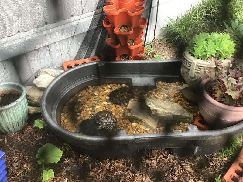 Early spring outing for my red eared sliders Oreo & Double Stuff