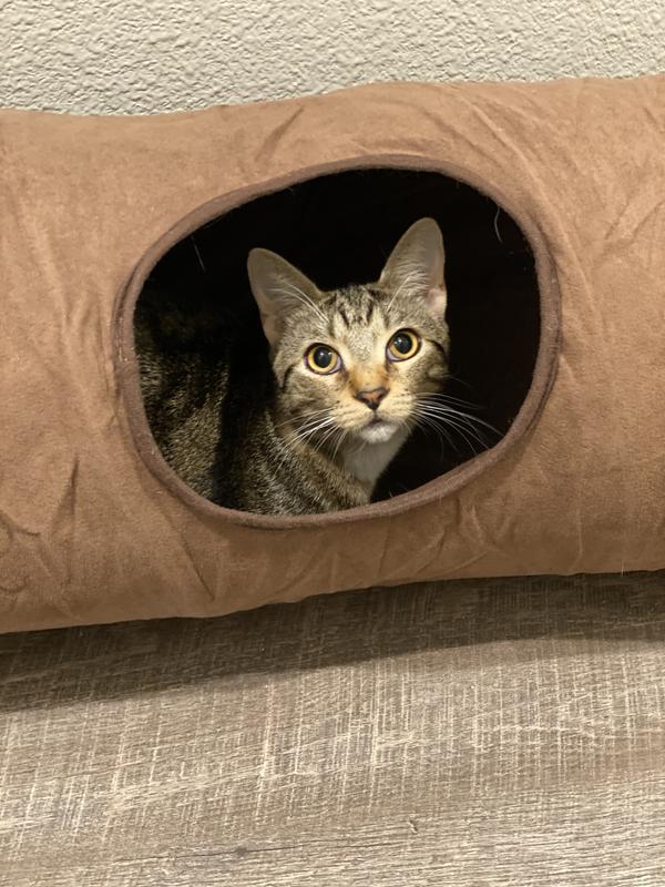 Pet Craft Supply Dino Katzentunnel – 5-in-1 Design, 1,2 M Lang, Mit Spielzeug, Für Katzen & Kleine Haustiere
