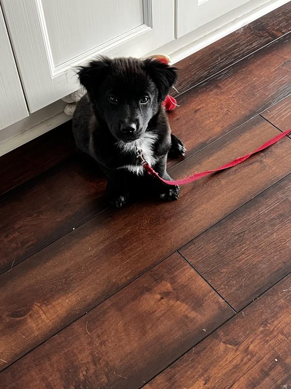Abby but snuggle pup is in her crate