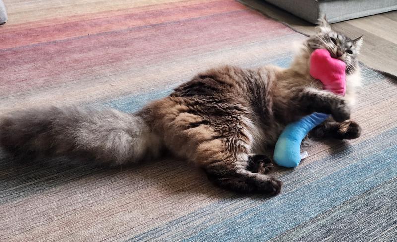 Their favorite toy. 🥰