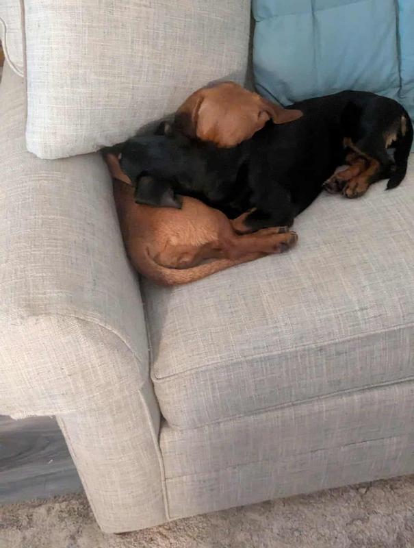 learning to get comfortable in our new forever home!