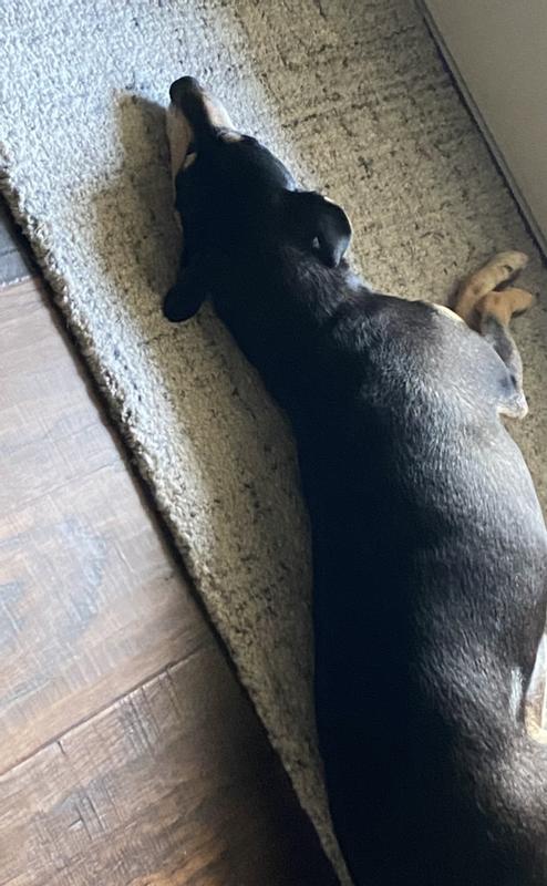 Resting after a Blue Buffalo meal!