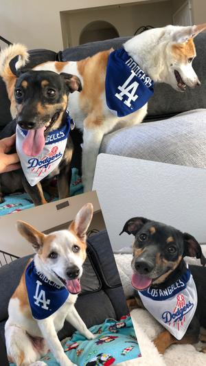 Los Angeles Dodgers Dog Bandana Collar Large