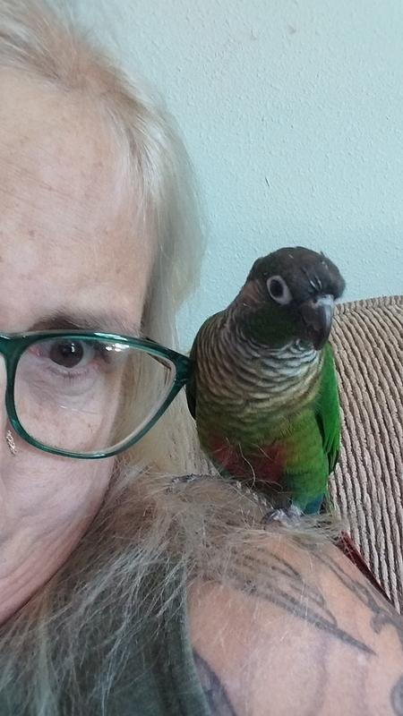 One of my conures qbert