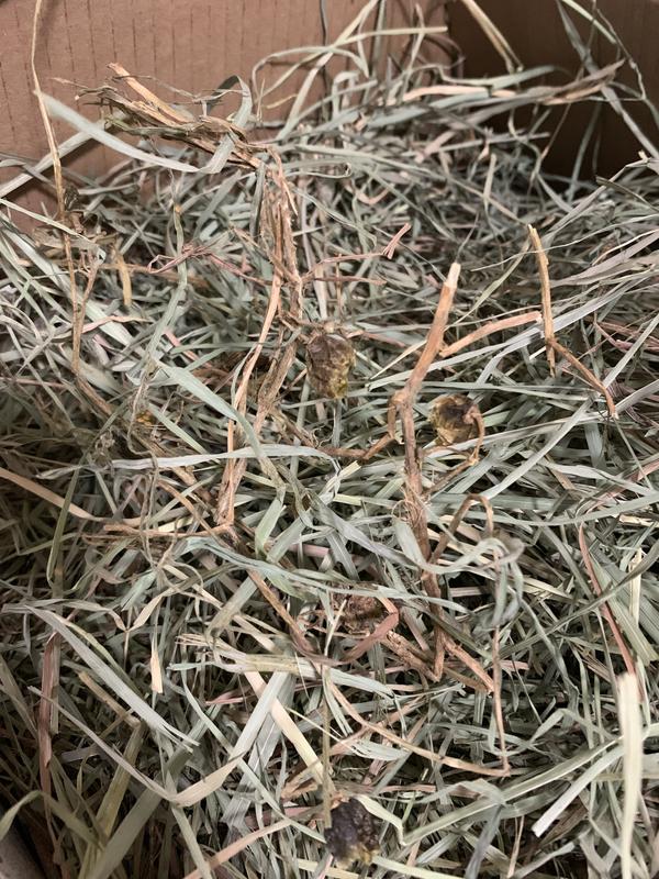 Mystery non-hay plant