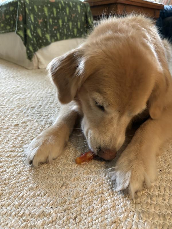 He loves the chewy goodness!