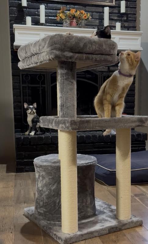 Cheese checking out the top level.