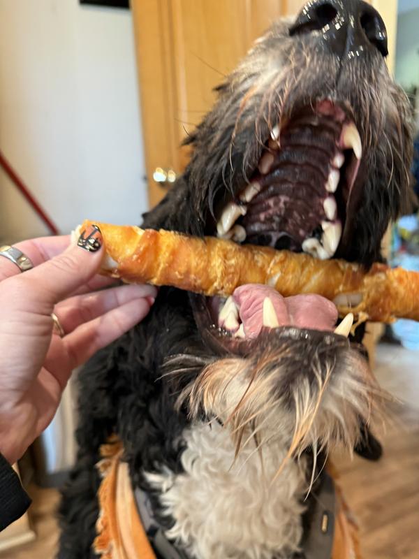 Chomp! Keep in mind he has a HUGE head!