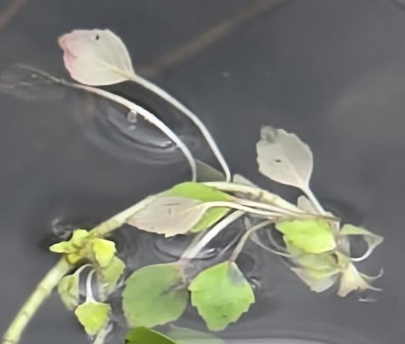 Close up of plant 2