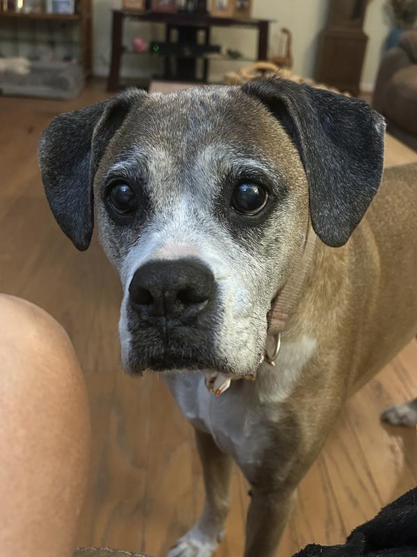 Bringing senior back