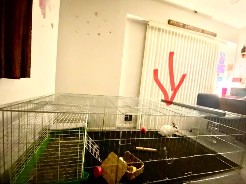 Perfect for indoor bunnies