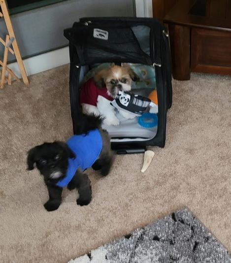 Just moved into our New Condo Carrier from Chewy, we love Chewy!