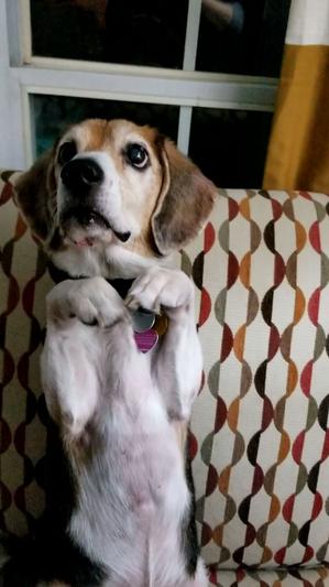 Sit Pretty!