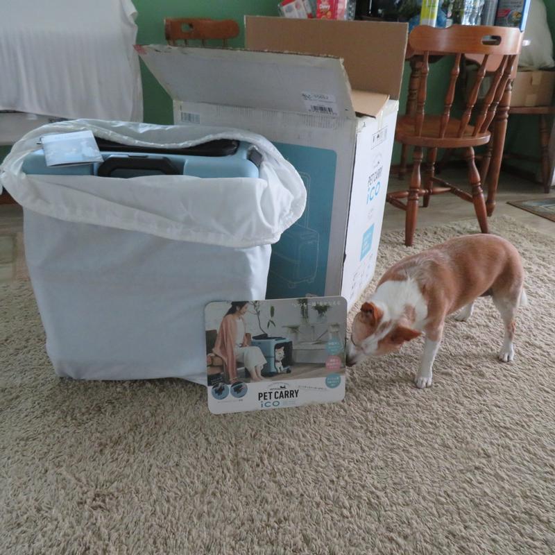 PETICO iCO Dog & Cat Carrier, Sky Blue & White, 23-in - Chewy.com