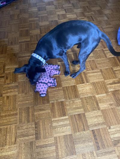 Enzo playing w pig tuffy toy. Will last forever!!! Worth every penny