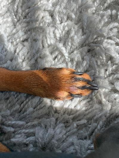 Missing fur due to chewing and licking prior to the chews.
